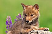 Coyote pup resting on a log