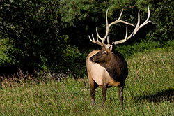 On Alert -- Elk