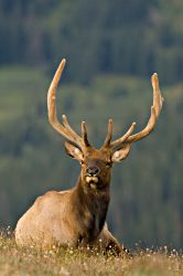Elk on Alpine Tundra