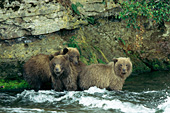 Triplet brown bear cubs