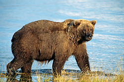 Black Bears & Grizzly Bears