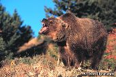 Snarling grizzly bear
