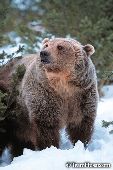 Inquisitive grizzly bear (winter)