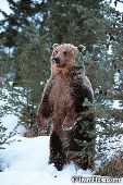 Grizzly standing on its hind legs (winter)