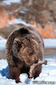 Grizzly bear with rainbow trout
