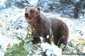 Grizzly bear in spring snow storm