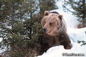 Grizzly bear looking around a pine tree