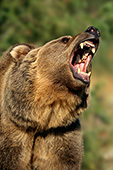Snarling grizzly