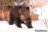 Grizzly cub exploring outside its den