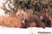 Pair of grizzly cubs