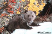 Grizzly cub exploring near lichen-covered rocks