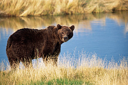 Katmai Gold