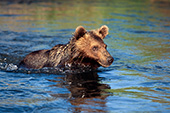 Young grizzly bear swimming in a river
