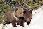 Grizzly cub siblings huddled together in the snow