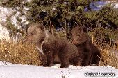 Sibling cubs exploring outside their den