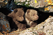 Grizzly cubs at the den entrance