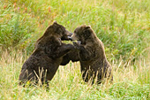 Male brown bears sparring