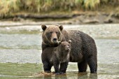 Brown bear mom and cub