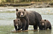 Brown bear mom and twin cubs