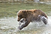 Brown bear trying to catch a salmon