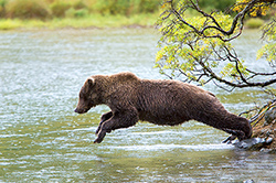 Diving for Salmon