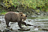 Adolescent brown bear in a creek