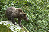 Brown bear standing on a large boulder