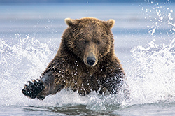 The Chase