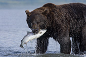 Brown bear with catch (silver salmon)
