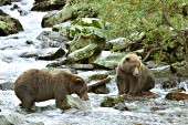 Two brown bears fishing in a rocky creek