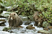Two brown bears fishing in a rocky creek