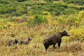 Brown bear mom & twin cubs in autumn foliage