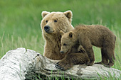Brown bear mom & cub
