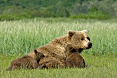 Brown bear mom & twin cubs