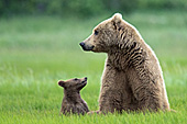 Brown bear mom & cub