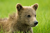 Brown bear cub in tall grass