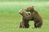 Twin bear cubs playing in grass