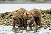 2 yearling brown bears at the water's edge