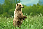 Brown bear standing up on her hind legs
