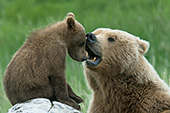 Brown bear playing with her cub