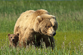 Brown bear & cub in tall grass
