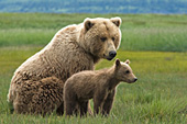 Brown bear mother & cub