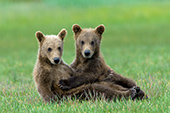 Playful twin brown bear cubs