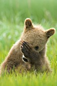 Brown bear cub playing "peek-a-boo"