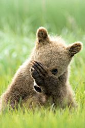 Peek-a-Boo Cub