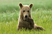 Brown bear cub playing in the grass