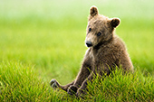Brown bear cub sitting like a teddy bear