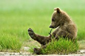 Brown bear cub playing with a stick