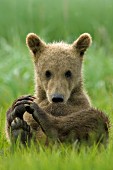 Brown bear cub playing with its foot
