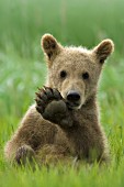 Brown bear cub chewing on its paw